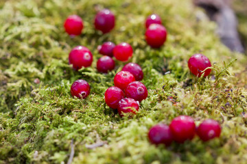 red cranberries scattered on the moss