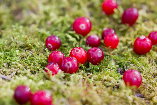red cranberries scattered on the moss