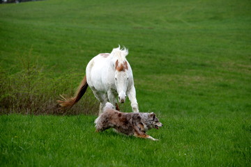 Obraz premium catch me if you can, horse chasing a dog