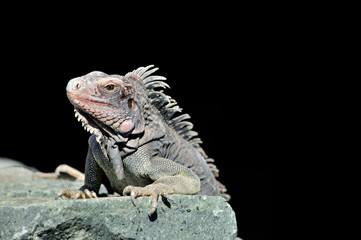 An Iguana on a rock with a black background.