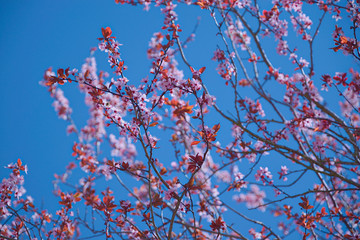 Blüten einer Blutbuche vor blauem Himmel