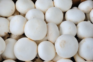 Funghi champignon