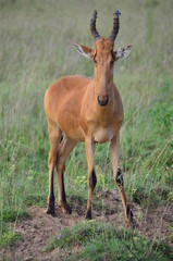 Kuhantilope (Hartebeest) von vorne