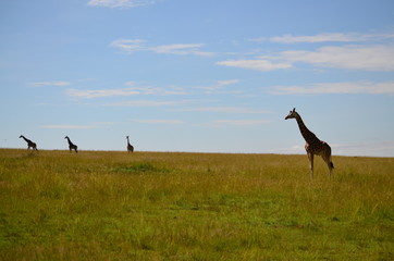Giraffen im Vordergrund und im Hintergrund