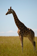 Giraffe im Profil