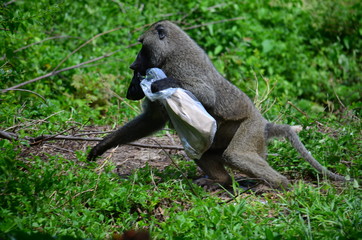 Pavian klaut Lebensmittel