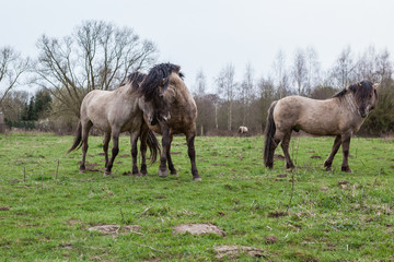 Obraz premium Konikhorse on the field