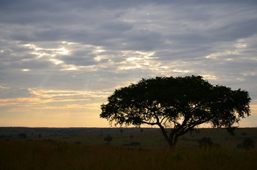 Sonnenuntergang mit Baum in der Savanne