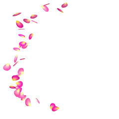 The red rose petals are flying in a circle on isolated white background