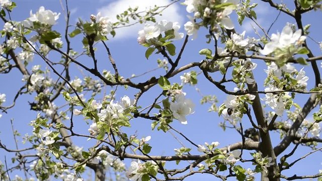 apple tree branch in spring hightlight