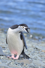 Fototapeta na wymiar Penguin, Chinstrap
