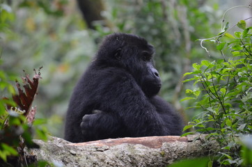 Gorilla im Profil