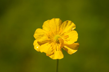 blooming flower in spring, buttercup