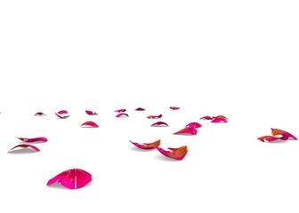 The ribbed rose petals lying on the floor