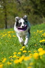 Border Collie mit Frisbee