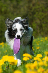 Border Collie mit Frisbee