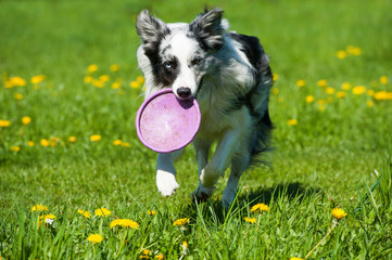 Border Collie mit Frisbee