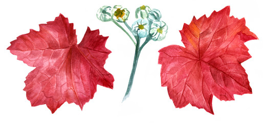 Watercolor drawing of heuchera leaves and dusty miller buds