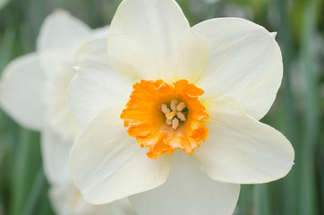 Obraz na płótnie Canvas narcissus flower macro