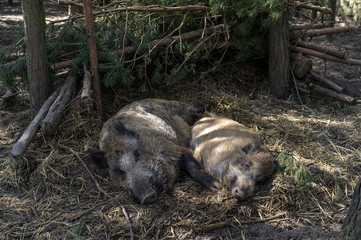 Wildschweine
