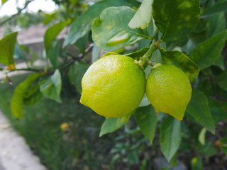 Green lemons hanging on tree