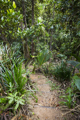 Tropical Rainforest on Mahe, Seychelles