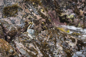 Ghost Crab, La Digue, Seychelles