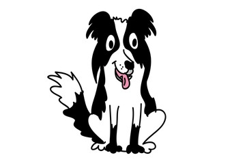 Border Collie, pies © monikakosz