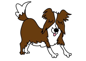 Border Collie, pies © monikakosz