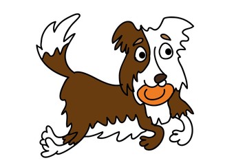 Border Collie, pies © monikakosz