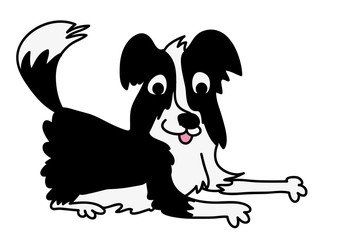 Border Collie, pies © monikakosz