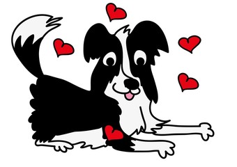 Border Collie, pies © monikakosz