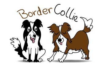 pies, Border Collie - obrazy, fototapety, plakaty