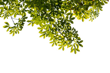 tree branch isolated