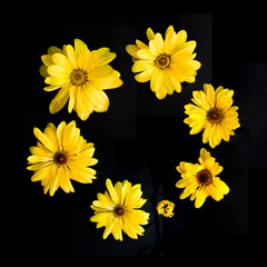 yellow gerbera flowers on a black background