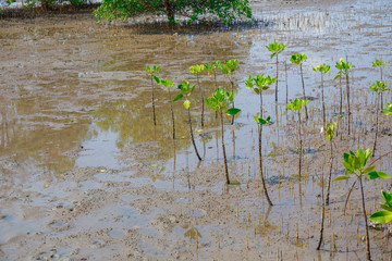 At low tide the mangrove forests.