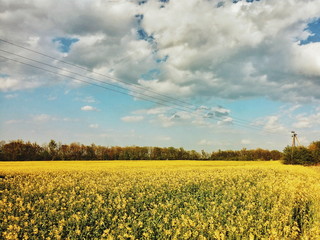 Field of blooming rape