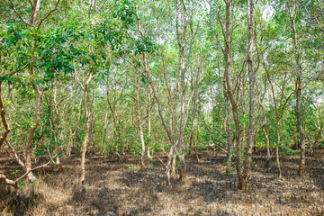 Fototapeta na wymiar mangrove forest when sea water run down in Thailand