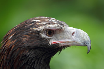 Keilschwanzadler (Aquila audax)