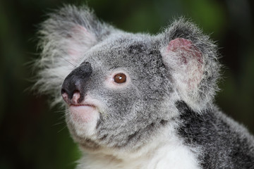 Fototapeta premium Koala (Phascolarctos cinereus)