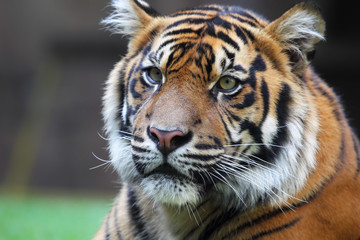 Fototapeta na wymiar Tiger (Panthera tigris)