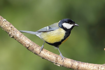 Kohlmeise (Parus major)