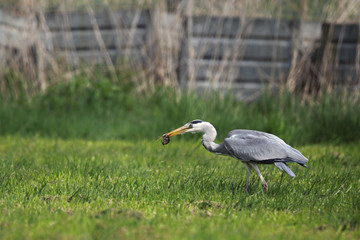 Graureiher (Ardea cinerea)