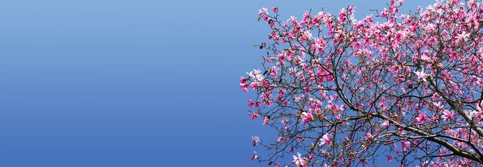 Crédence de cuisine en verre imprimé Magnolia Fleurs de Magnolia de printemps contre fond de ciel bleu