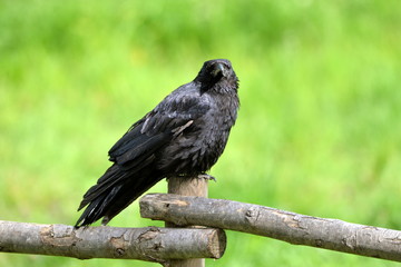 Corneille dans un pré, sur une barrière en bois