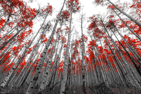 Fototapeta Tall Red Trees in Black and White Landscape