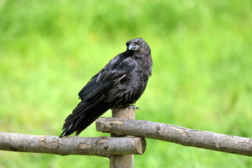 Corneille dans un pré, sur une barrière en bois
