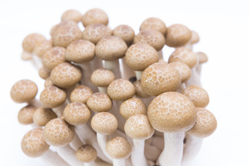 Fototapeta na wymiar Brown beech mushrooms ( Buna Shimeji) isolated on white