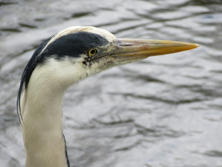 Grey heron in profile