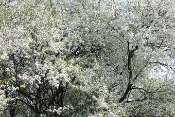 Spring blossom background. Springtime. Beautiful white spring flowers on tree.